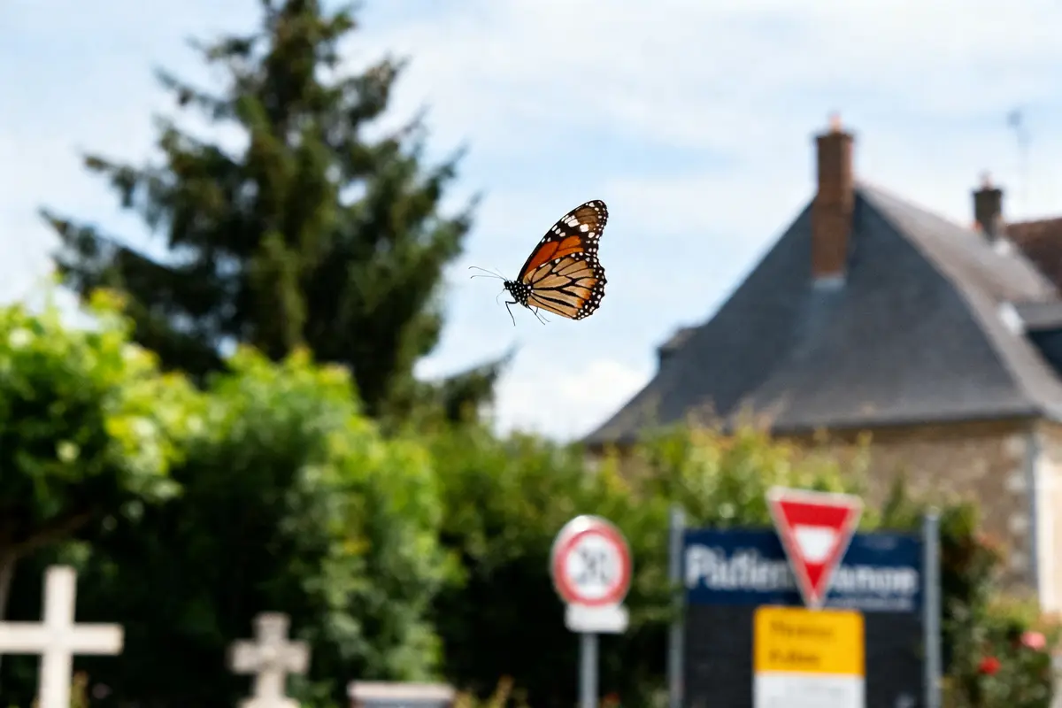 Papillon en vol près de panneaux routiers villageois évoquant la symbolique des papillons transformation