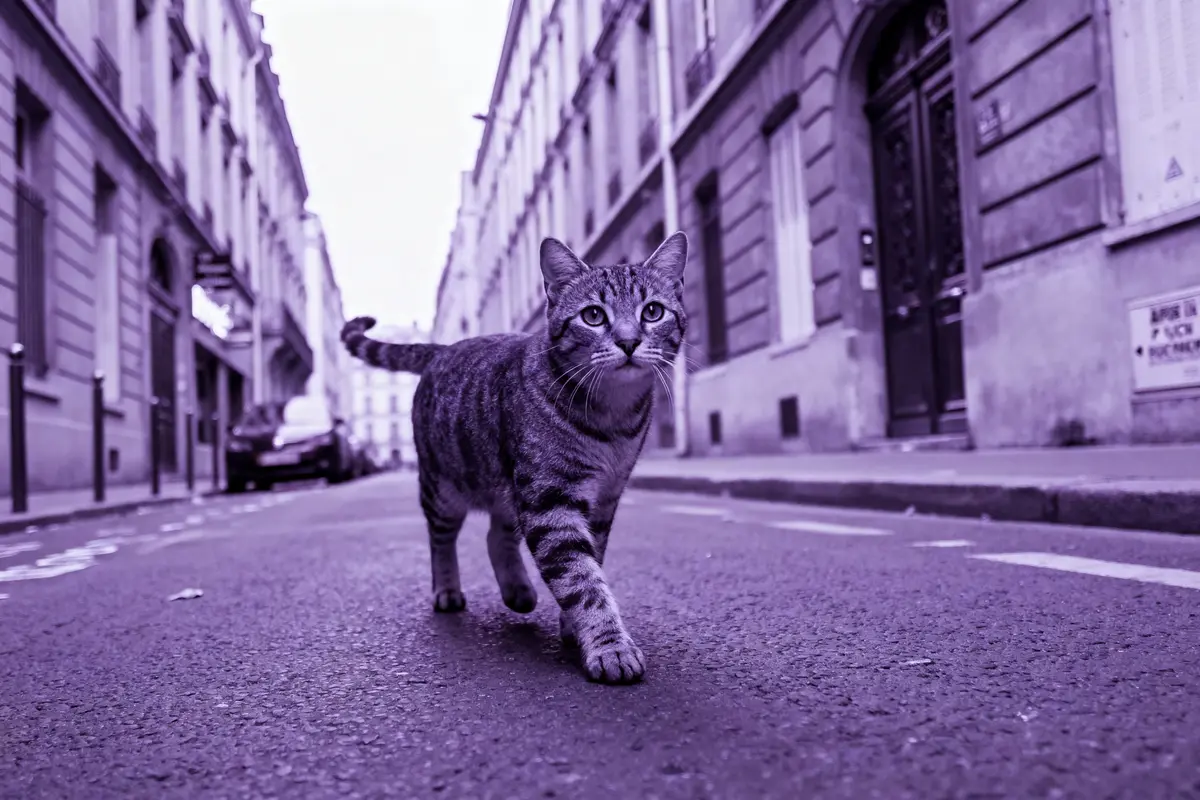 Chat tigré marchant dans une rue entre bâtiments, image teintée en violet.